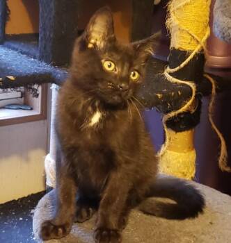 Domestic Short Hair Cats Available for Adoption - Casteil | PetCurious