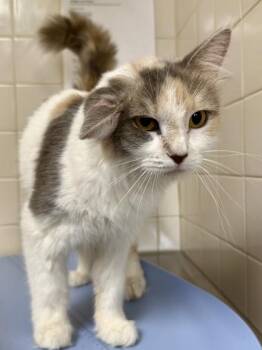 Mama -  Domestic Long Hair and Domestic Short Hair Cat for Adoption in San Antonio, Texas - Mama | PetCurious