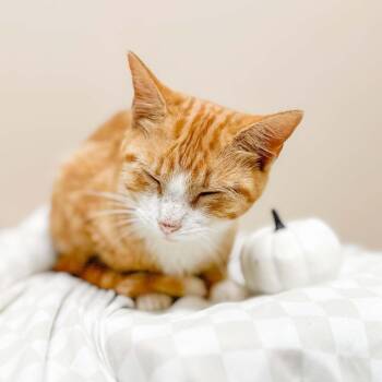 Tot -  Domestic Short Hair Cat for Adoption in Groveland, Massachusetts - Tot | PetCurious