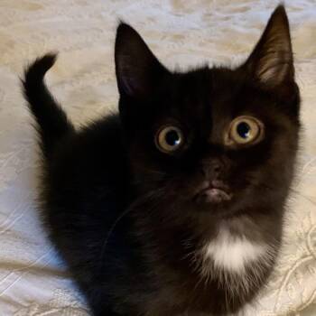 Leo -  Domestic Short Hair Cat Available for Adoption in Danbury, Connecticut - Leo | PetCurious