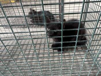 SEBASTIAN -  Domestic Short Hair Cat for Adoption in Texas City, Texas - SEBASTIAN | PetCurious