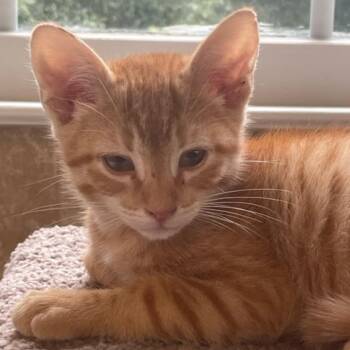 Domestic Short Hair Cats Available for Adoption in Fayetteville, Georgia - Blaze (adopt With Smokey) | PetCurious