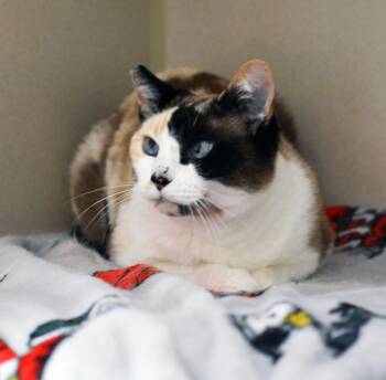 VILLY -  Calico Cat Available for Adoption in San Clemente, California - VILLY | PetCurious