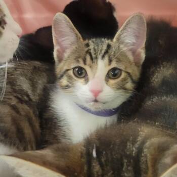 Valley -  Domestic Short Hair Cat for Adoption in Wheeling, Illinois - Valley | PetCurious