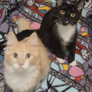Brave Heart -  Domestic Long Hair Cat for Adoption in Sandy Springs, Georgia - Brave Heart | PetCurious