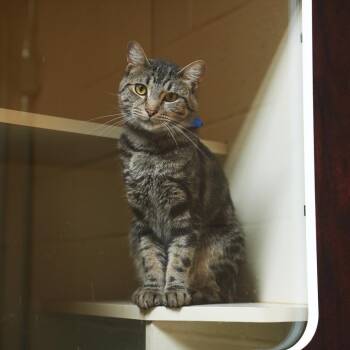 Ryan-31075 -  Domestic Short Hair Cat for Adoption in Memphis, Tennessee - Ryan-31075 | PetCurious