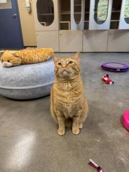 Rescue Domestic Short Hair Cats for Adoption in Quincy, Illinois - Biscuit | PetCurious