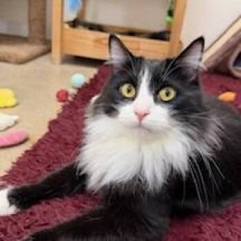 Shaggy -  Domestic Short Hair Cat for Adoption in Napa, California - Shaggy | PetCurious