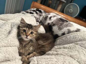 Acorn -  Domestic Medium Hair Cat for Adoption in Walled Lake, Michigan - Acorn | PetCurious