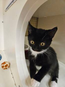 Shadow & Buttercup -  Domestic Short Hair Cat for Adoption in Seaford, Delaware - Shadow & Buttercup | PetCurious