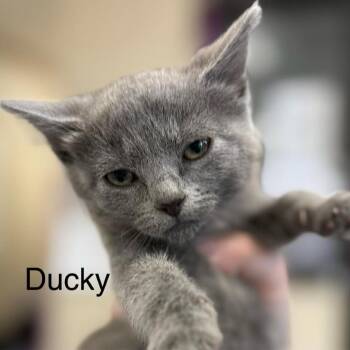 Ducky -  Domestic Short Hair Cat Available for Adoption in Jacksboro, Tennessee - Ducky | PetCurious