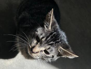 Domestic Short Hair Cats Available for Adoption in Bryan, Ohio - Houdini | PetCurious