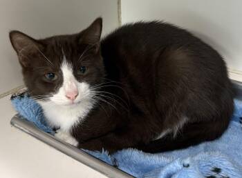 Mouse -  Domestic Short Hair Cat for Adoption in Mansfield, Connecticut - Mouse | PetCurious