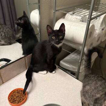 Johnie -  Domestic Short Hair Cat for Adoption in Washougal, Washington - Johnie | PetCurious