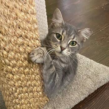 Domestic Medium Hair Cats Available for Adoption in Waco, Texas - Marble | PetCurious