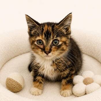 Pepper -  Domestic Short Hair Cat for Adoption in Redwood Falls, Minnesota - Pepper | PetCurious