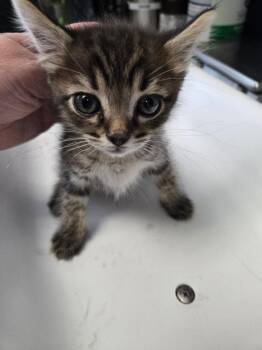 Aries -  Domestic Short Hair Cat for Adoption in Salt Lake City, Utah - Aries | PetCurious