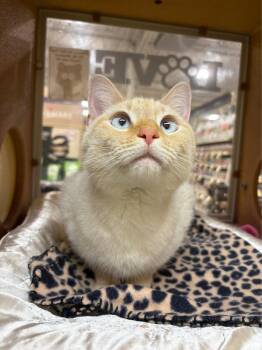 Siamese Cats Available for Adoption in Rowlett, Texas - Popcorn | PetCurious