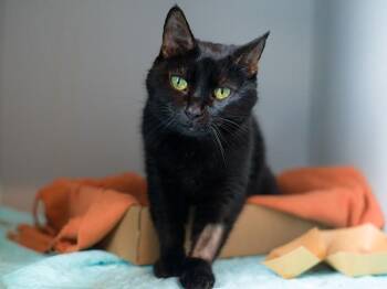 Chocolate Pudding -  Domestic Short Hair Cat for Adoption - Chocolate Pudding | PetCurious