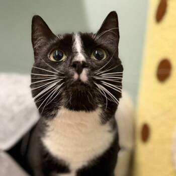 Sock -  Domestic Short Hair Cat for Adoption in Pittsford, Vermont - Sock | PetCurious