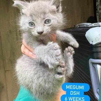 Domestic Short Hair Cats Available for Adoption in Tampa, Florida - Megumi | PetCurious