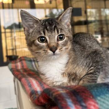 Sebastian -  Domestic Medium Hair Cat for Adoption in Rocky Mount, Virginia - Sebastian | PetCurious