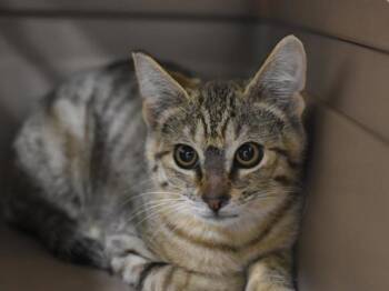 Cinnamon Toast -  Domestic Short Hair Cat for Adoption in Portland, Oregon - Cinnamon Toast | PetCurious