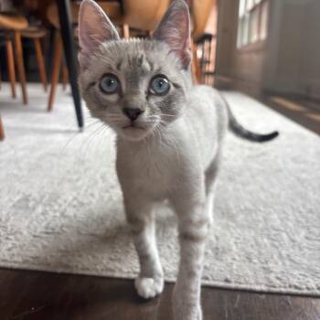 Luxe -  Domestic Short Hair and Snowshoe Cat for Adoption in Nashville, Tennessee - Luxe | PetCurious