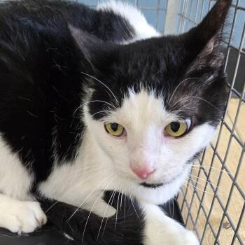 Pocky -  Domestic Short Hair Cat for Adoption in Newark, New Jersey - Pocky | PetCurious