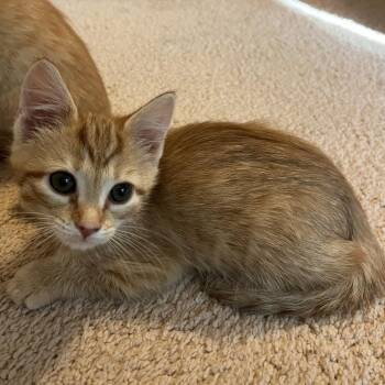 Domestic Short Hair Cats Available for Adoption - Ginger In Burke, VA | PetCurious