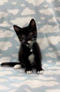 Cosmo -  Domestic Short Hair Cat for Adoption in Mundelein, Illinois - Cosmo | PetCurious
