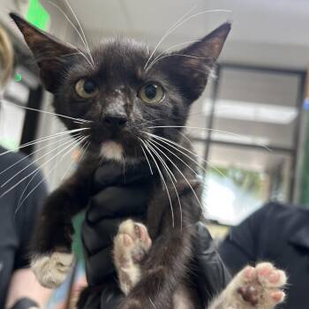Gibson -  Domestic Short Hair Cat for Adoption in Lufkin, Texas - Gibson | PetCurious