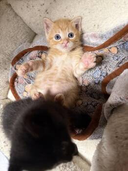Domestic Short Hair Cats Available for Adoption in St. Augustine, Florida - Maverick | PetCurious