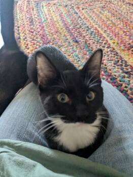 Finch -  Domestic Short Hair Cat for Adoption in Fort Collins, Colorado - Finch | PetCurious