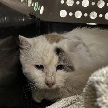 Rescue Siamese Cats for Adoption in Des Moines, Iowa - Everest | PetCurious