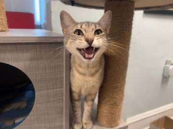 Amari -  American Shorthair Cat for Adoption in Chicago, Illinois - Amari | PetCurious
