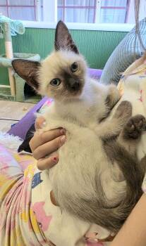 Sonny -  Siamese and Domestic Short Hair Cat for Adoption in Campbell, California - Sonny | PetCurious