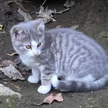 Rescue Domestic Short Hair Cats for Adoption in Granville, Ohio - Lamb Chop | PetCurious