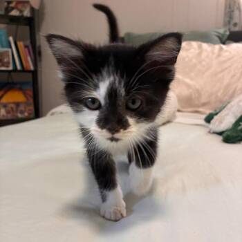 Sam-I-Am -  Domestic Short Hair Cat for Adoption in Chattanooga, Tennessee - Sam-I-Am | PetCurious
