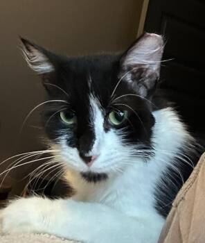 Maestro -  Domestic Short Hair Cat for Adoption in Raleigh, North Carolina - Maestro | PetCurious