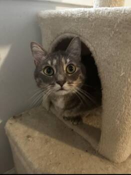 Bobbi -  Domestic Short Hair Cat for Adoption in Hardeeville, South Carolina - Bobbi | PetCurious