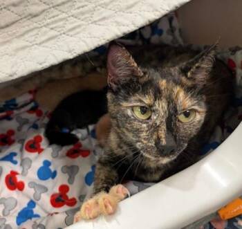 Schala 63697 -  Domestic Short Hair Cat for Adoption in Aiken, South Carolina - Schala 63697 | PetCurious