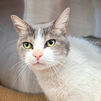 Domestic Short Hair Cats Available for Adoption in Palm Springs, California - Cinnamon | PetCurious