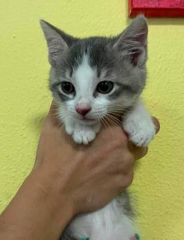 Katy -  Domestic Medium Hair Cat for Adoption in Rockwall, Texas - Katy | PetCurious