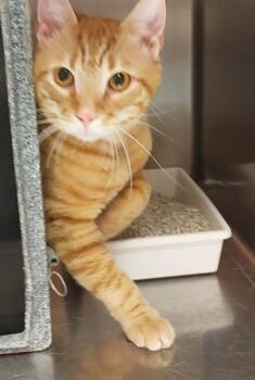 Lenny -  Domestic Short Hair Cat for Adoption in Mocksville, North Carolina - Lenny | PetCurious