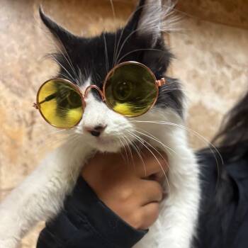 Rescue Domestic Short Hair Cats for Adoption in San Jacinto, California - DJ Mittens | PetCurious