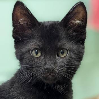 Jacques -  Domestic Short Hair Cat for Adoption in Jefferson, Wisconsin - Jacques | PetCurious