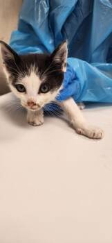 Lincoln -  Domestic Short Hair Cat for Adoption in Roseville, California - Lincoln | PetCurious