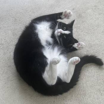 Draven - Home to Home -  Domestic Short Hair Cat for Adoption in South Elgin, Illinois - Draven - Home To Home | PetCurious