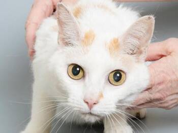 Tilly -  Domestic Short Hair Cat for Adoption in Longmont, Colorado - Tilly | PetCurious